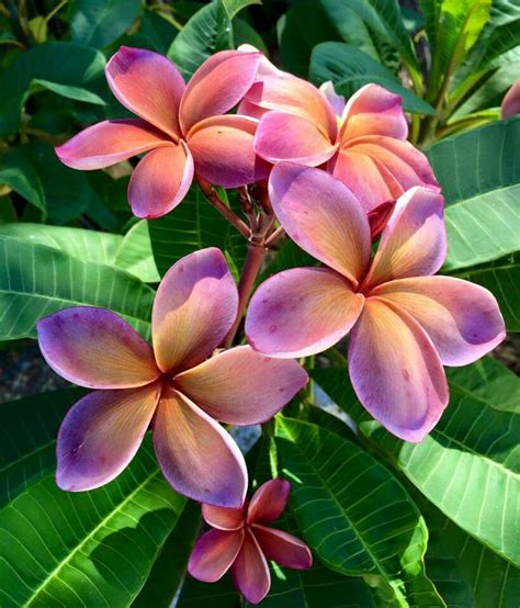 george brown frangipani.